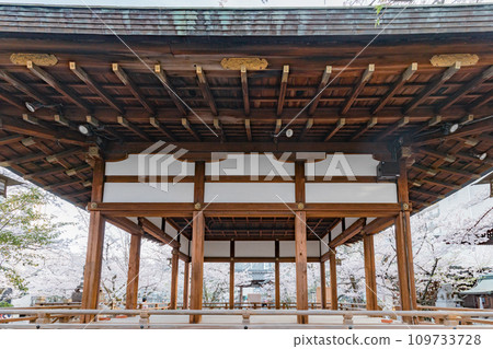 Otsu City, Shiga Prefecture, Miidera, moon-viewing stage and cherry blossom scenery 109733728