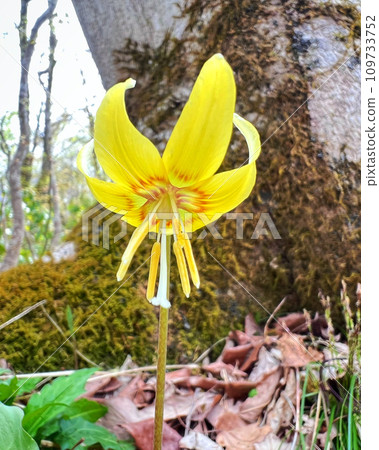 [Shinano Town, Nagano Prefecture] Yellow dogtooth violet blooming in Kurohime Highlands 109733752