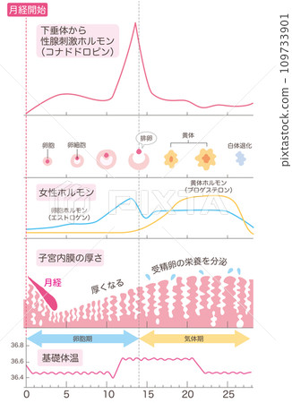 （抱歉，之前把黃體期寫成了氣態期。我會重新上傳。）月經週期概要 109733901