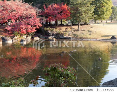 Sanja Takusen Pond in Nara Park with beautiful autumn leaves Sanja Takusen Pond in Nara Park with beautiful autumn leaves 109733999