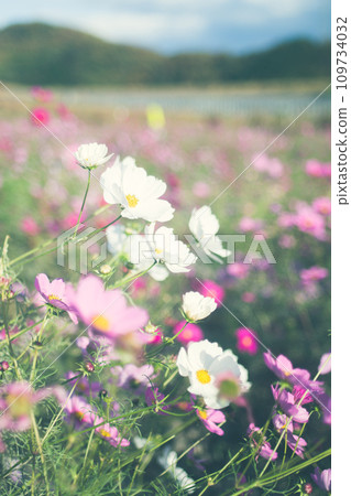 Colorful cosmos blooming in the cosmos field 109734032
