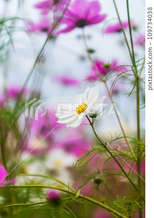 A single white cosmos blooming in a cosmos field A single white cosmos blooming in a cosmos field 109734038
