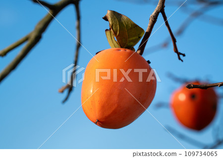 柿子 樹 樹枝 natural persimmon tree かき 柿 109734065