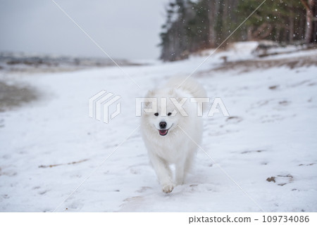 Samoyed white dog is running on snow beach in Latvia Samoyed white dog is running on snow beach in Latvia 109734086
