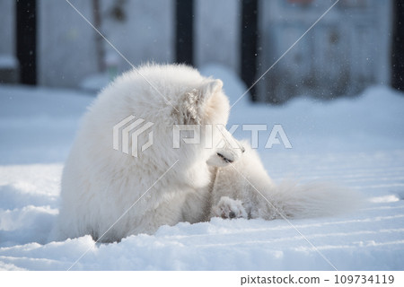 Samoyed white dog close up on snow outside on winter background Samoyed white dog close up on snow outside on winter background 109734119