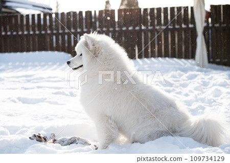 Samoyed white dog is playing on snow outside Samoyed white dog is playing on snow outside 109734129