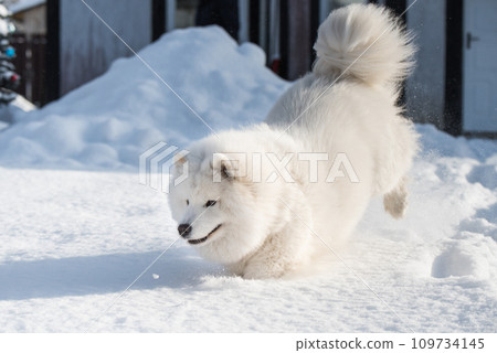 Samoyed white dog is running on snow outside Samoyed white dog is running on snow outside 109734145