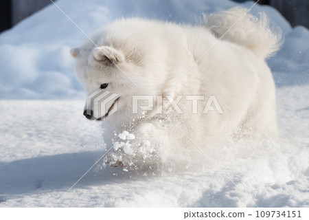 Samoyed white dog is running on snow outside Samoyed white dog is running on snow outside 109734151