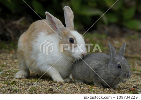 日本黑兔子 日本黑兔子 109734229