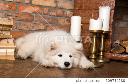 White fluffy Samoyed puppy dog with book near the fireplace with candles White fluffy Samoyed puppy dog with book near the fireplace with candles 109734288