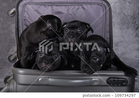 Black American Staffordshire Bull Terrier dogs puppies in a suitcase on gray background 109734297