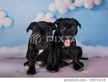 Two American Staffordshire Bull Terrier dogs puppies on blue background Two American Staffordshire Bull Terrier dogs puppies on blue background 109734314