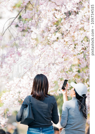 A young woman takes a picture of cherry blossoms with a smartphone A young woman takes a picture of cherry blossoms with a smartphone 109734585