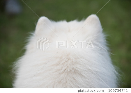 Samoyed white dog head close up rear view, back view 109734741