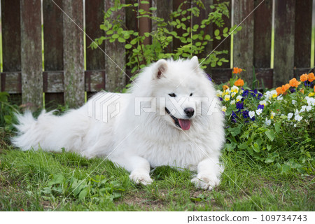White Samoyed puppy sits on the green grass. Dog in nature, a walk in the park 109734743