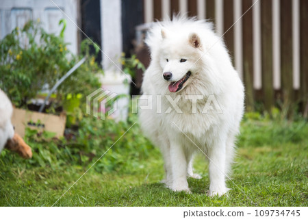 White Samoyed puppy sits on the green grass. Dog in nature, a walk in the park White Samoyed puppy sits on the green grass. Dog in nature, a walk in the park 109734745