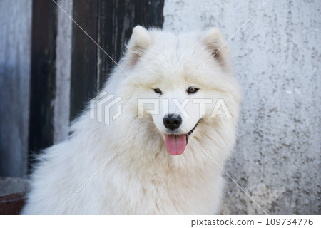 White Samoyed puppy sits in the courtyard. Dog in nature, a walk White Samoyed puppy sits in the courtyard. Dog in nature, a walk 109734776