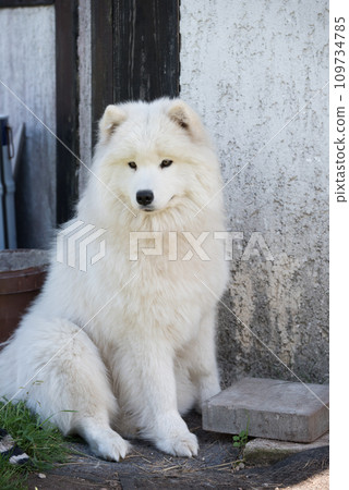 White Samoyed puppy sits in the courtyard. Dog in nature, a walk 109734785