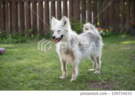 Alopecia disease Samoyed dog. Dermatitis and Itching of Dogs Alopecia disease Samoyed dog. Dermatitis and Itching of Dogs 109734833