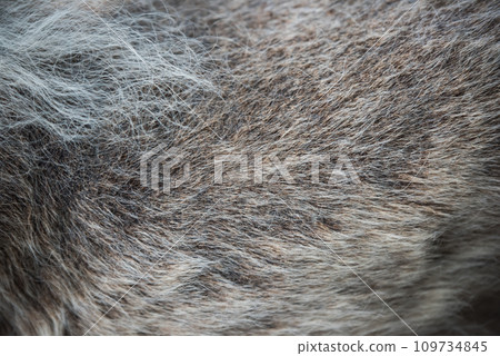 Alopecia disease Samoyed dog. Dermatitis and Itching of Dogs Alopecia disease Samoyed dog. Dermatitis and Itching of Dogs 109734845