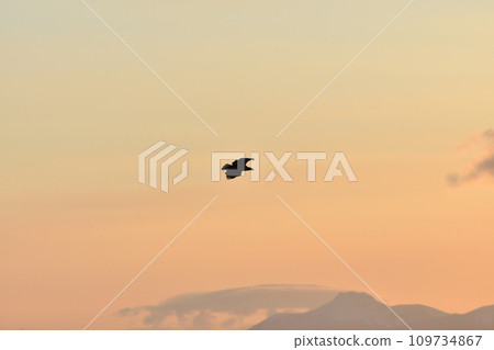 Eagle, Drift Ice of Rausu, Shiretoko Peninsula, Hokkaido 109734867