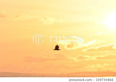 Eagle, Drift Ice of Rausu, Shiretoko Peninsula, Hokkaido 109734868