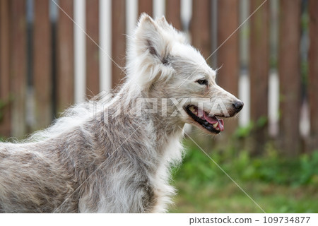 Alopecia disease Samoyed dog. Dermatitis and Itching of Dogs 109734877