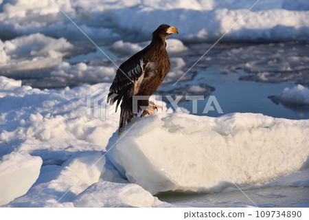Eagle, Drift Ice of Rausu, Shiretoko Peninsula, Hokkaido Eagle, Drift Ice of Rausu, Shiretoko Peninsula, Hokkaido 109734890