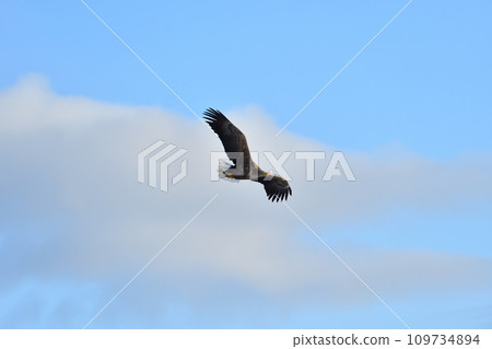 Eagle, Drift Ice of Rausu, Shiretoko Peninsula, Hokkaido 109734894