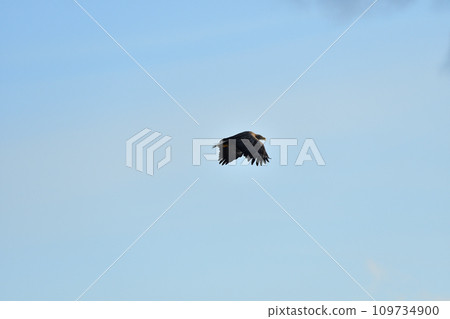 Eagle, Drift Ice of Rausu, Shiretoko Peninsula, Hokkaido Eagle, Drift Ice of Rausu, Shiretoko Peninsula, Hokkaido 109734900