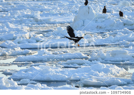 Eagle, Drift Ice of Rausu, Shiretoko Peninsula, Hokkaido 109734908