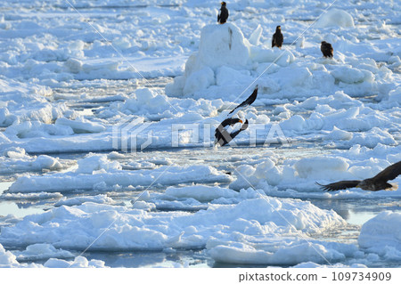 Eagle, Drift Ice of Rausu, Shiretoko Peninsula, Hokkaido 109734909