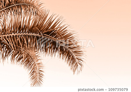 Palm leaf with copy space tinted in color of year 2024 Peach Fuzz. Holy Week Easter concept Long weekend spring break. Palm sunday 109735079