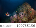 Young woman scuba diving on a beautiful soft coral reef in South Andaman, Thailand 109735156