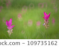 Beautiful wild siam tulips blooming in the jungle at Chaiyaphum province, Thailand 109735162
