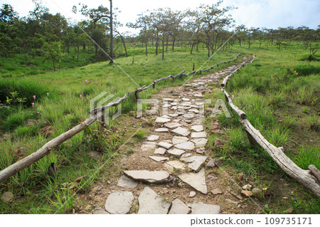 Forest path up to the hill in National Park Forest path up to the hill in National Park 109735171
