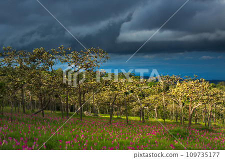 Beautiful wild siam tulips blooming in the jungle at Chaiyaphum province, Thailand Beautiful wild siam tulips blooming in the jungle at Chaiyaphum province, Thailand 109735177