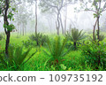 Cycad palm tree in the forest with the mist 109735192