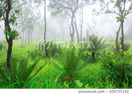 Cycad palm tree in the forest with the mist Cycad palm tree in the forest with the mist 109735192