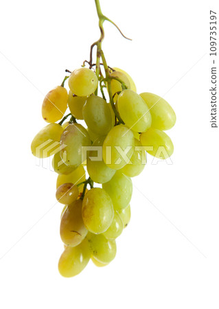 Bunch of organic green grapes isolated on white background. 109735197