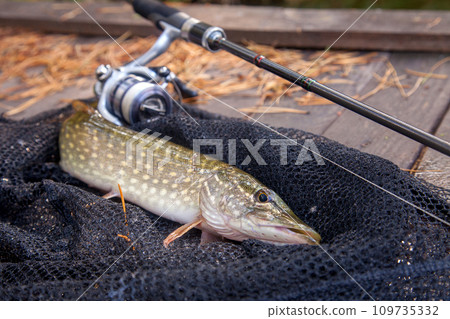 Freshwater pike and fishing equipment lies on landing net. Composition on wooden background with yellow leaves.. 109735332