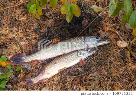 Freshwater pike fish. Two Freshwater pikes fish lies on keep net at autumn time.. Freshwater pike fish. Two Freshwater pikes fish lies on keep net at autumn time.. 109735335