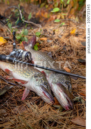 Freshwater pike fish. Two freshwater pike fish and fishing rod with reel on yellow leaves at autumn time.. Freshwater pike fish. Two freshwater pike fish and fishing rod with reel on yellow leaves at autumn time.. 109735345
