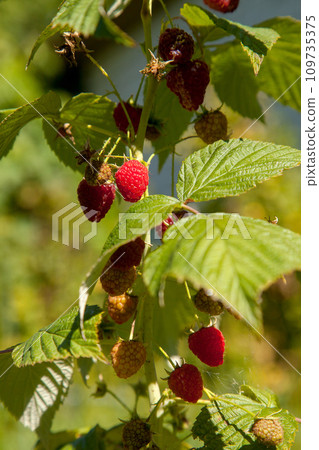 Ripe and unripe raspberry in the fruit garden. Growing natural bush of raspberry. Branch of raspberry in sunlight. 109735375