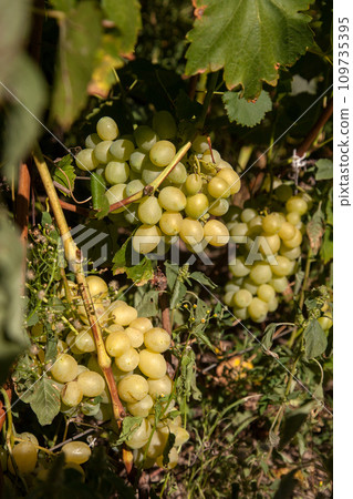 Bunch of green grapes in the garden. Bunch of green grapes in the garden. 109735395