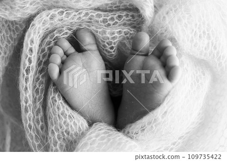 The tiny foot of a newborn baby. Soft feet of a new born in a wool blanket. Close up of toes, heels and feet of a newborn. Macro photography. Black and white 109735422