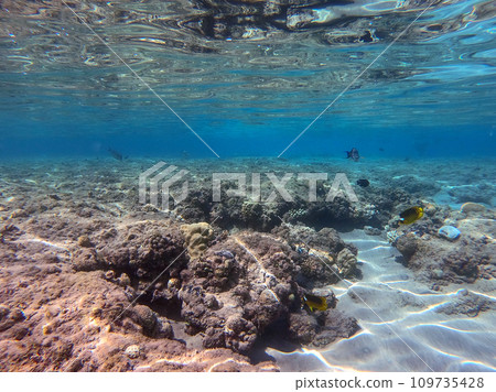 Underwater life of reef with corals and tropical fish. Coral Reef at the Red Sea, Egypt. Underwater life of reef with corals and tropical fish. Coral Reef at the Red Sea, Egypt. 109735428