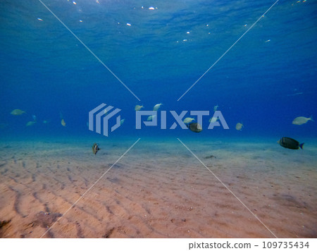 Shoal of Sargos or White Seabream swimming at the coral reef in the Red Sea, Egypt.. Shoal of Sargos or White Seabream swimming at the coral reef in the Red Sea, Egypt.. 109735434