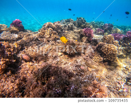 Underwater life of reef with corals and tropical fish. Coral Reef at the Red Sea, Egypt. 109735435