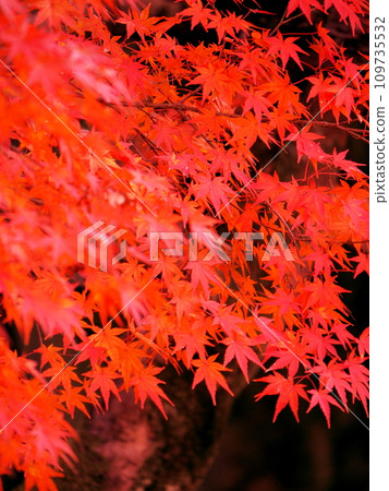 Bright red autumn leaves Bright red autumn leaves 109735532
